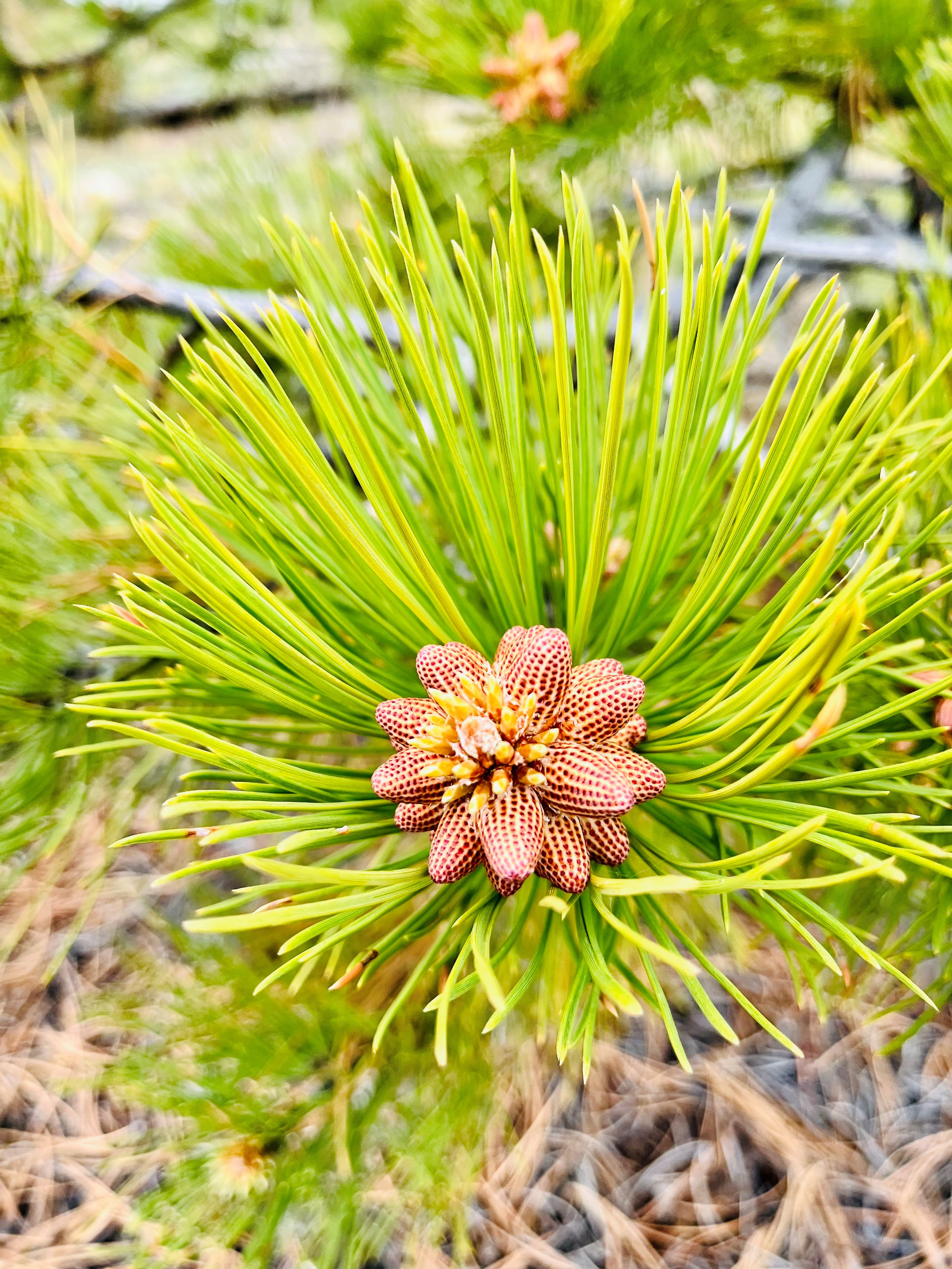 The origin of new conifer tree life